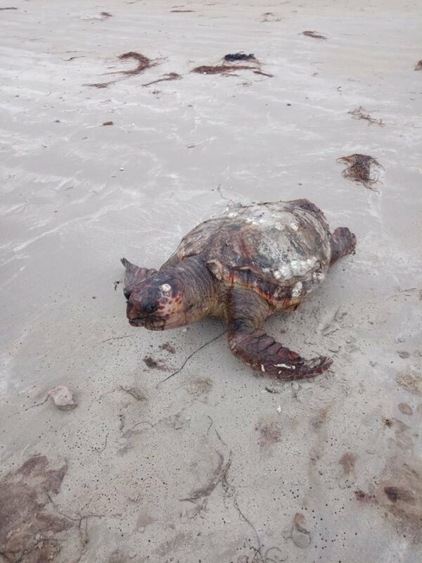 Echouage 11 Tortue Marine Caouanne Caretta Caretta TunSea echouage-11-tortue-marine-caouanne-caretta-caretta-tunsea