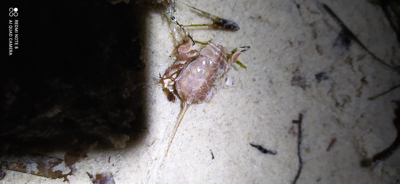 Galathea squamifera TunSea